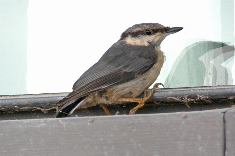 Nuthatch - 03-07-2014