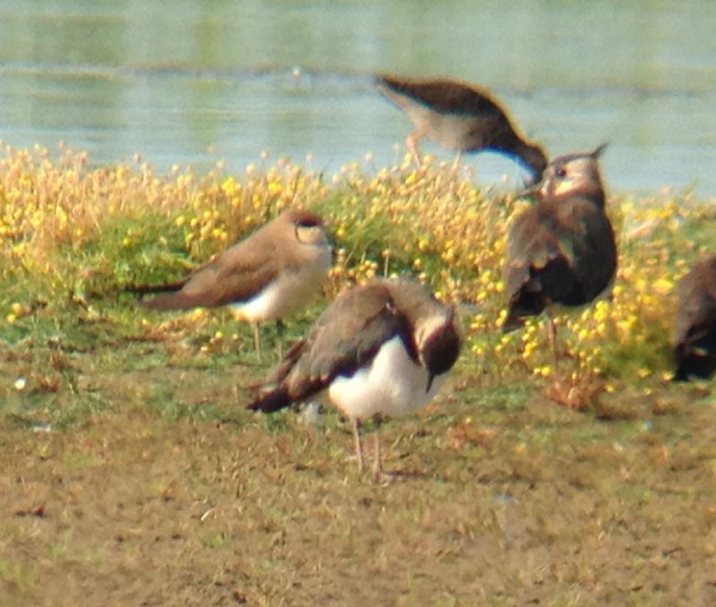 Black-winged Pratincole - 15-07-2014