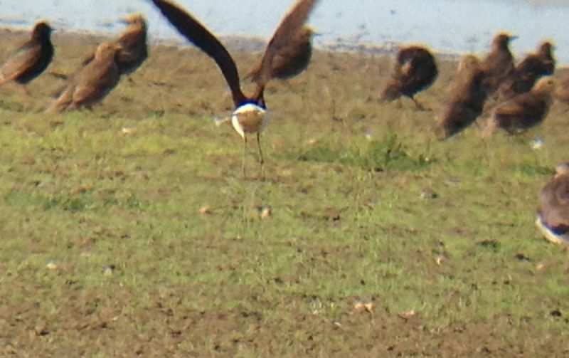 Black-winged Pratincole - 15-07-2014