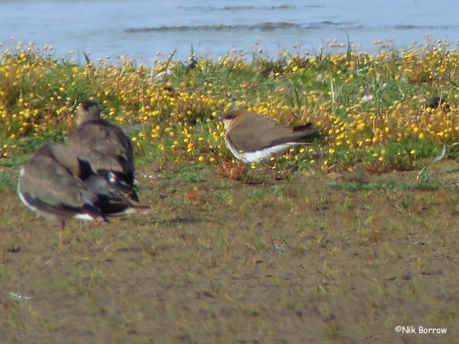 Black-winged Pratincole - 15-07-2014