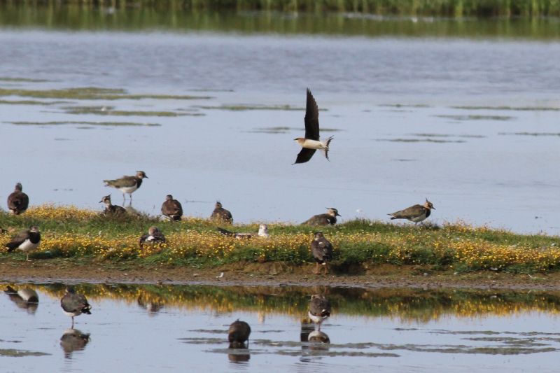 Black-winged Pratincole - 15-07-2014