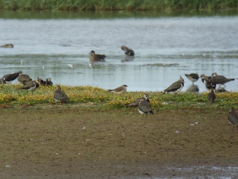 Black-winged Pratincole - 15-07-2014