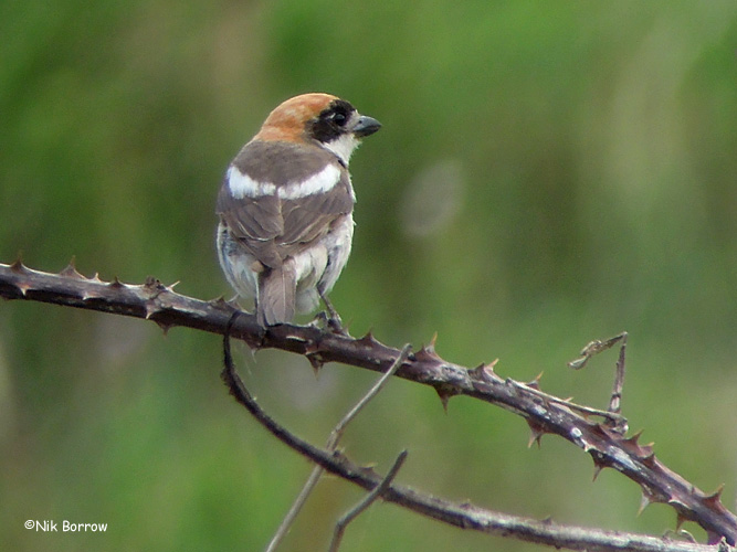 Woodchat Shrike - 16-07-2014