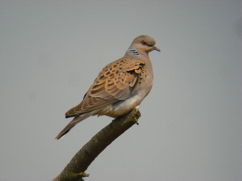 Turtle Dove - 23-07-2014