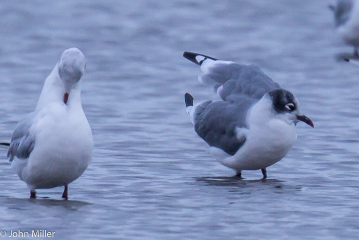 Franklin's Gull - 16-08-2014