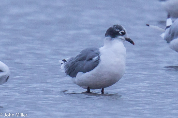 Franklin's Gull - 16-08-2014