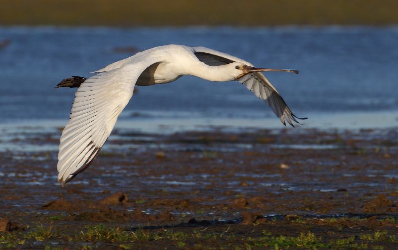 Spoonbill - 10-08-2014