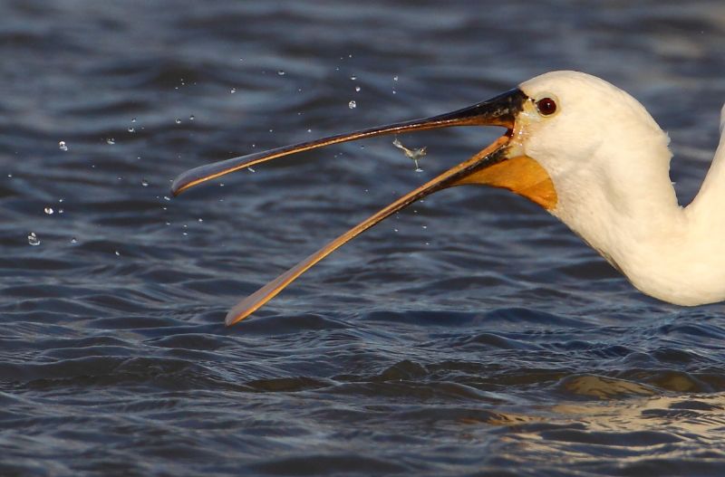 Spoonbill - 10-08-2014