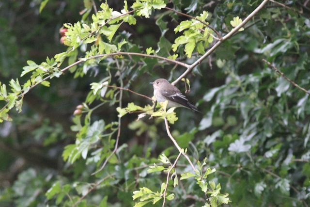 Pied Flycatcher - 28-08-2014