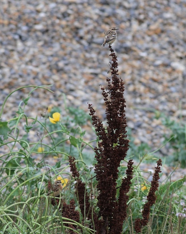 Whinchat - 28-08-2014