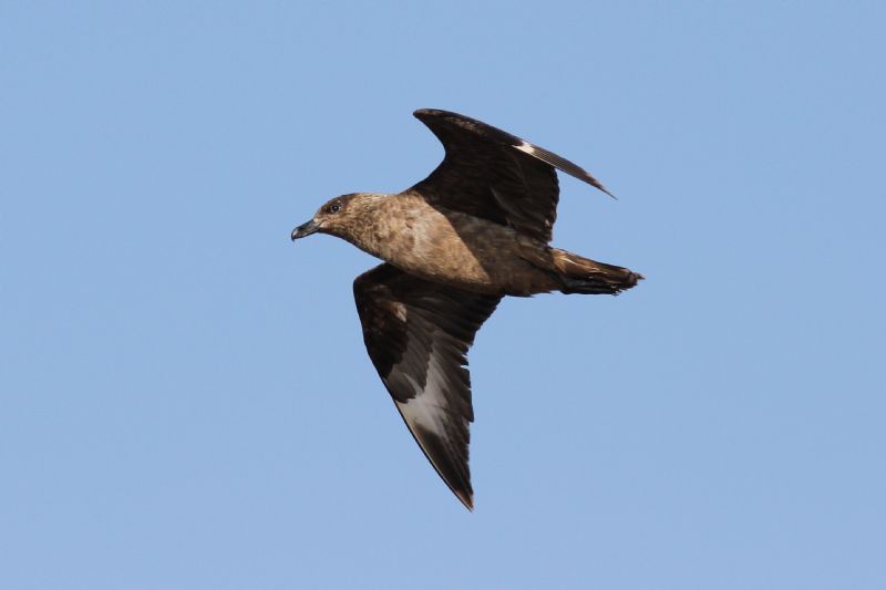 Great Skua - 29-08-2014