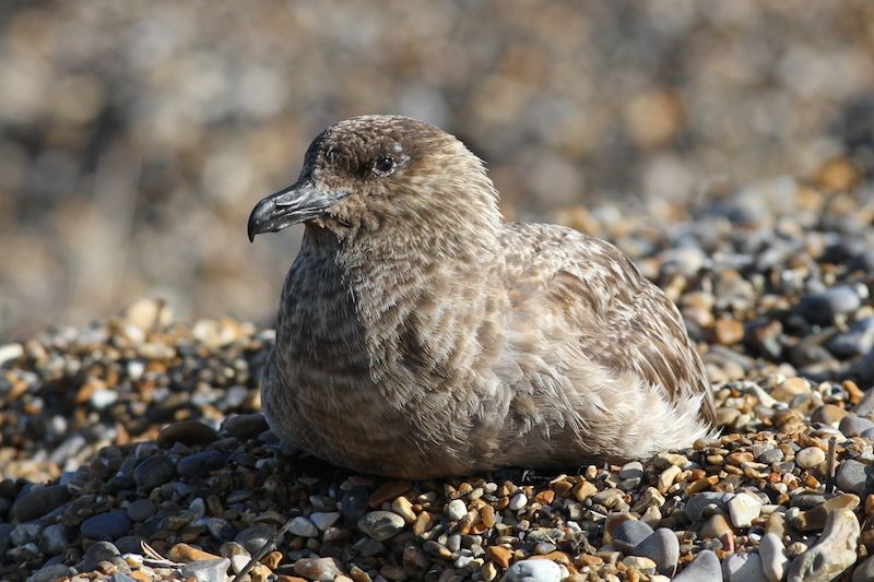 Great Skua - 29-08-2014