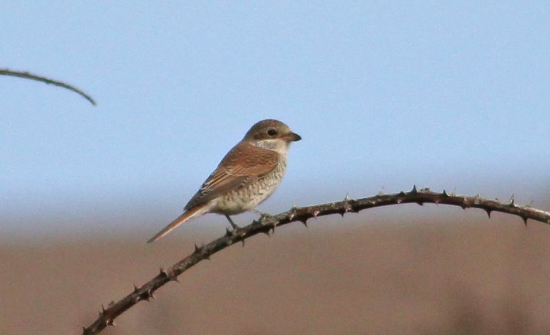 Red-backed Shrike - 27-08-2014