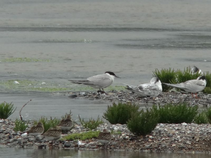 Common Tern - 29-08-2014