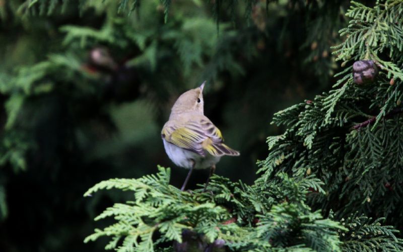 Western Bonelli's Warbler - 07-09-2014