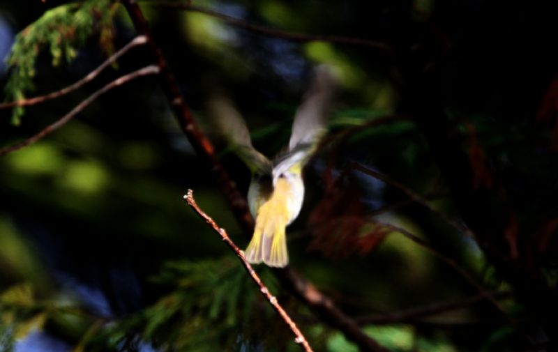 Western Bonelli's Warbler - 07-09-2014