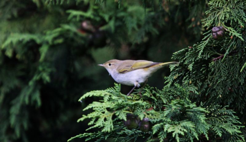 Western Bonelli's Warbler - 07-09-2014