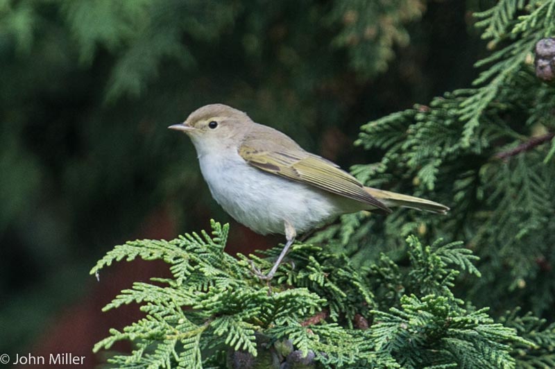 Western Bonelli's Warbler - 07-09-2014