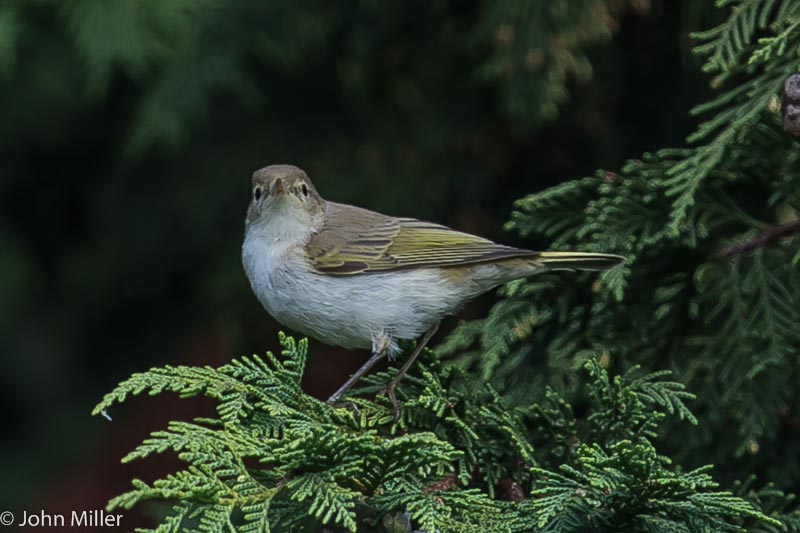 Western Bonelli's Warbler - 07-09-2014