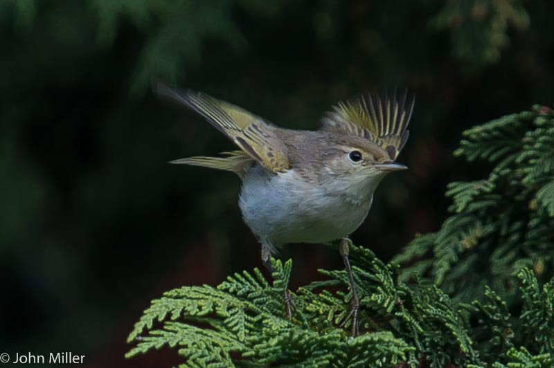 Western Bonelli's Warbler - 07-09-2014