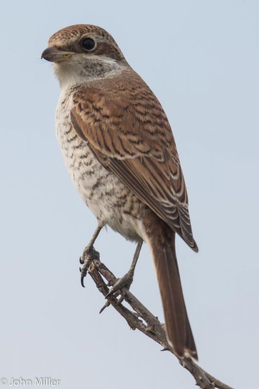 Red-backed Shrike - 09-09-2014