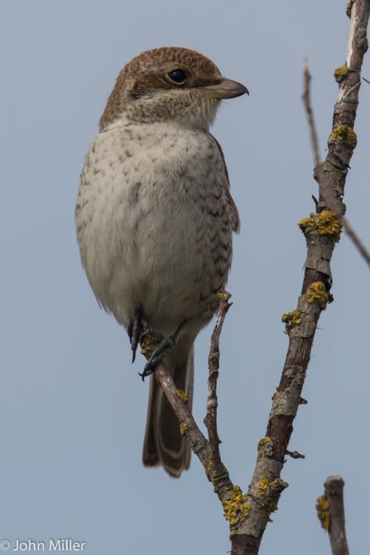 Red-backed Shrike - 09-09-2014