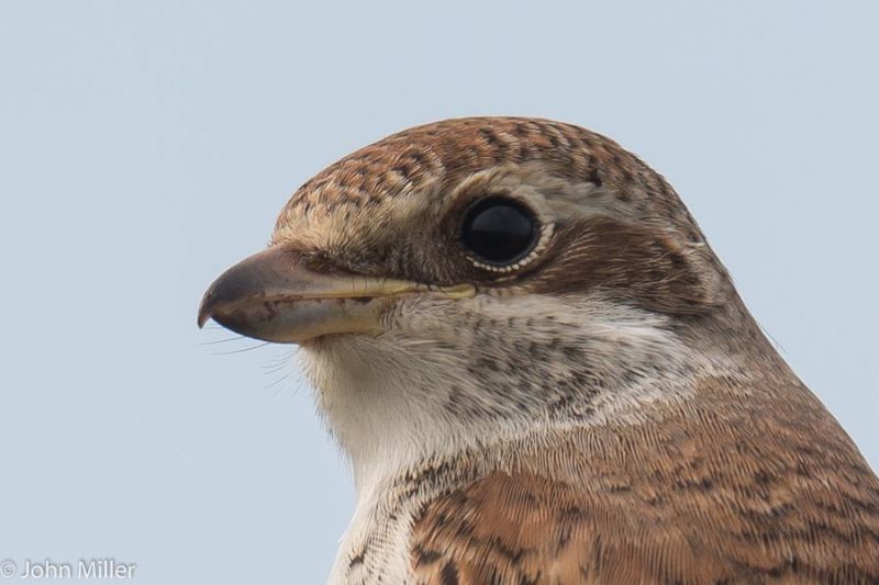 Red-backed Shrike - 09-09-2014