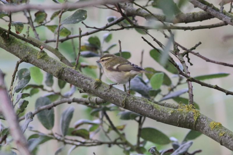 Yellow-browed Warbler - 15-09-2014