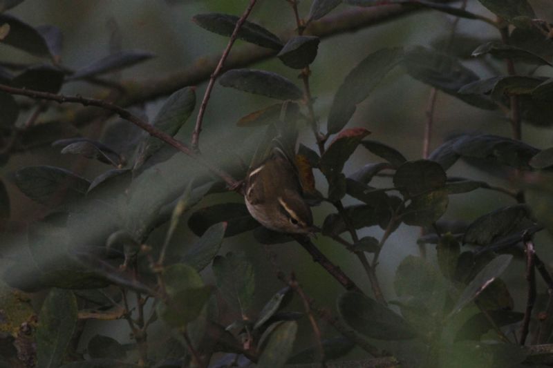 Yellow-browed Warbler - 15-09-2014