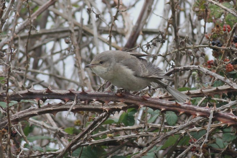 Barred Warbler - 17-09-2014