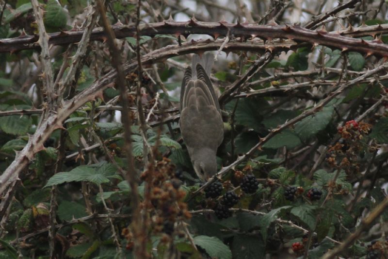 Barred Warbler - 17-09-2014