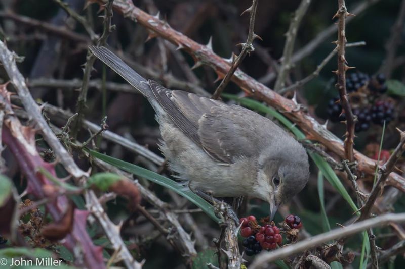 Barred Warbler - 19-09-2014