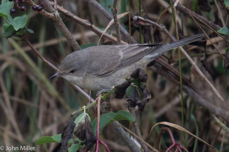 Barred Warbler - 19-09-2014