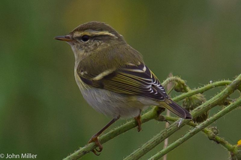 Yellow-browed Warbler - 19-09-2014