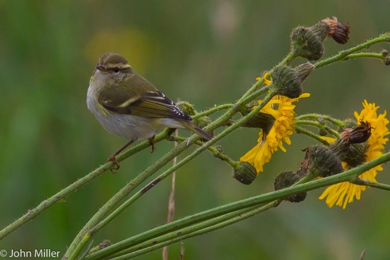 Yellow-browed Warbler - 19-09-2014