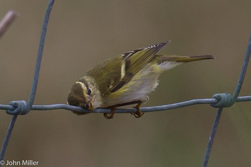 Yellow-browed Warbler - 19-09-2014