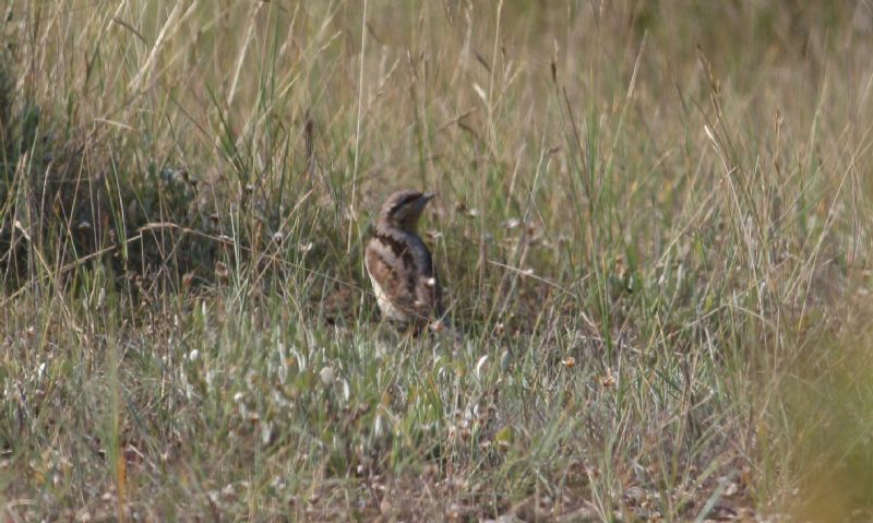 Wryneck - 04-09-2014