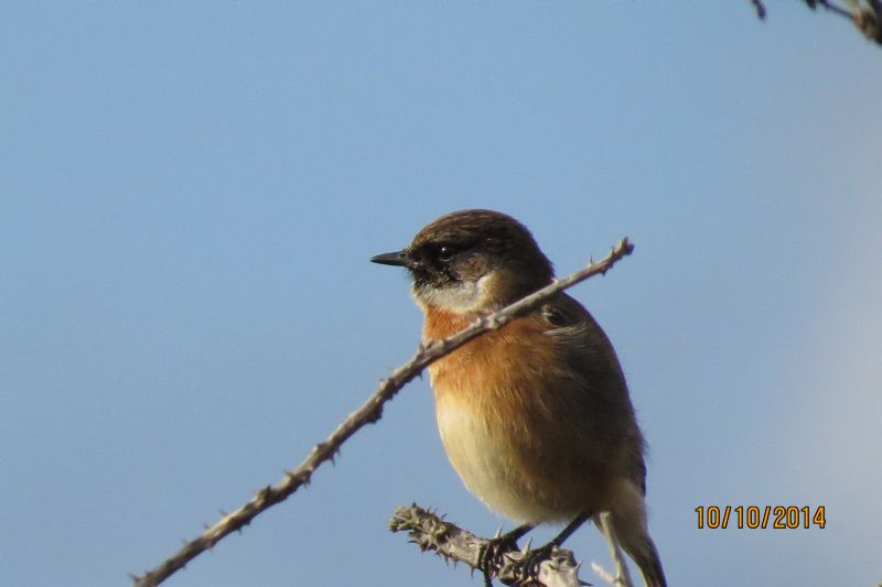 Stonechat - 10-10-2014