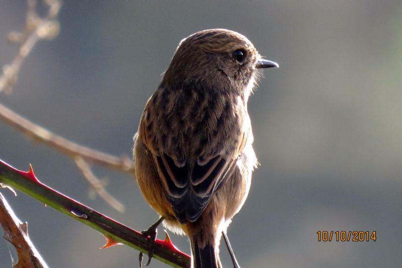 Stonechat - 10-10-2014