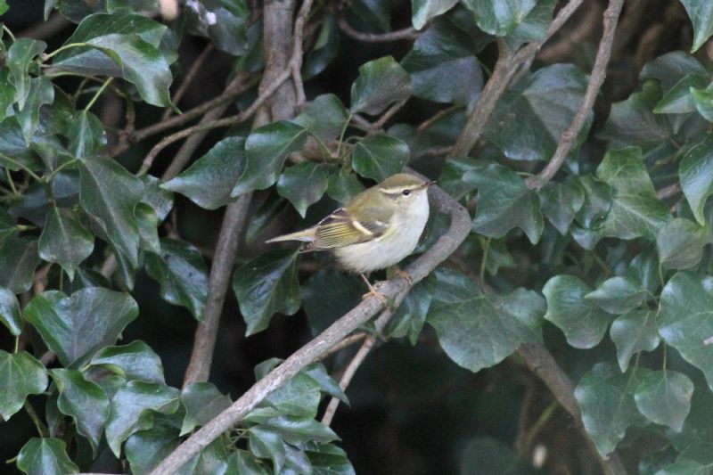 Yellow-browed Warbler - 19-10-2014