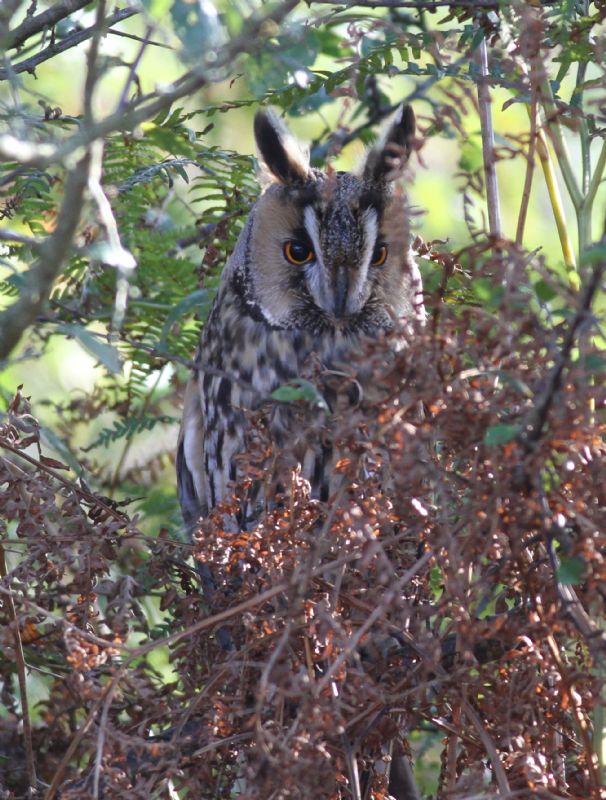 Long-eared Owl - 19-10-2014