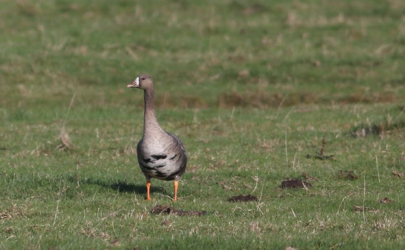 White-fronted Goose - 17-10-2014