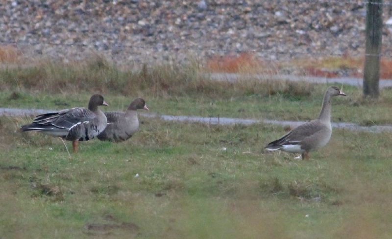 White-fronted Goose - 17-10-2014