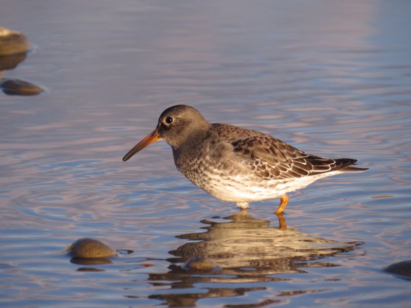 Purple Sandpiper - 01-11-2014