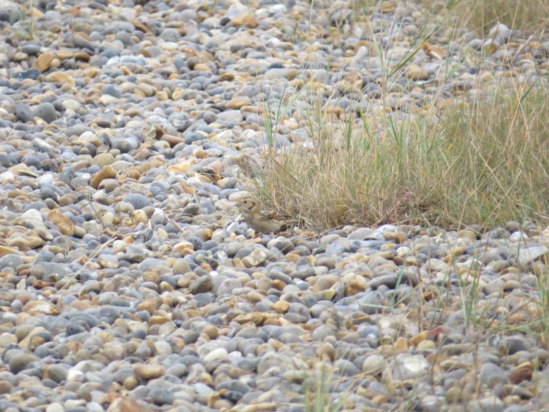 Lapland Bunting - 01-11-2014