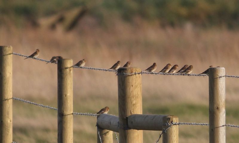 Twite - 31-10-2014