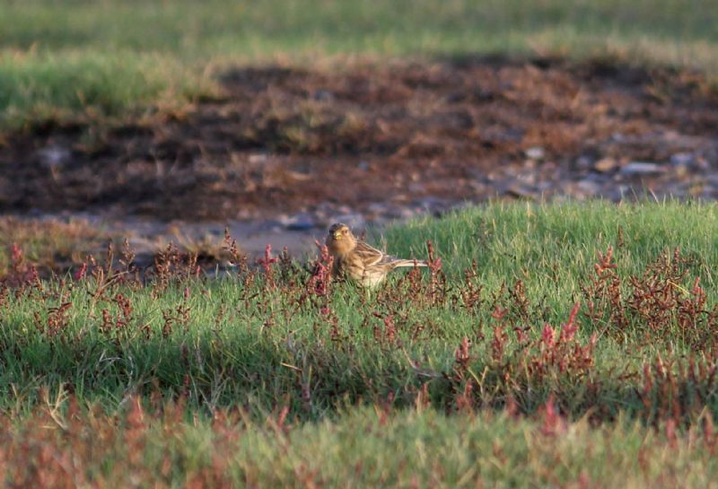 Twite - 31-10-2014