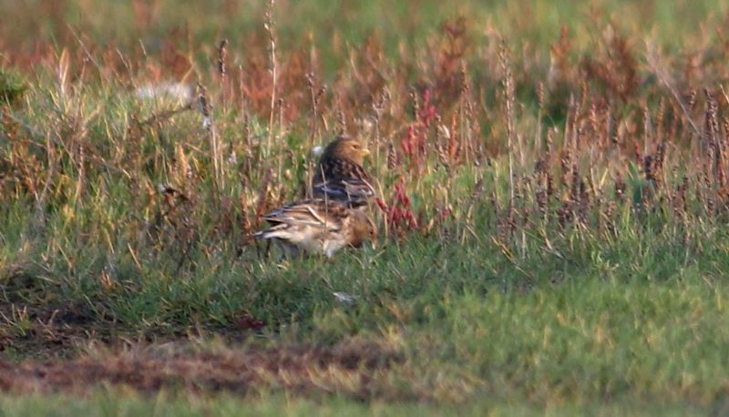 Twite - 31-10-2014