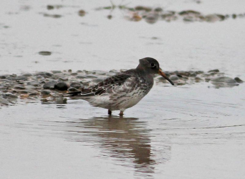 Purple Sandpiper - 31-10-2014