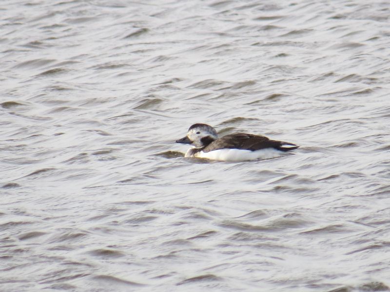 Long-tailed Duck - 01-11-2014